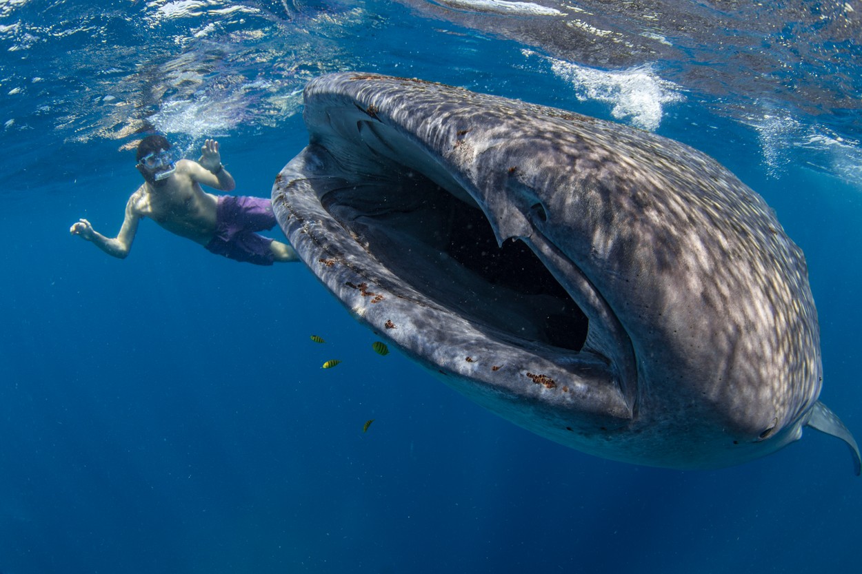 Snorkeller with a juvenile whale shark (Rhincodon typus) feeding on the suface in Honda Bay, Palawan, The Philippines, Southeast Asia, Asia, Image: 474731134, License: Rights-managed, Restrictions: , Model Release: no, Credit line: Duncan Murrell / robertharding / Profimedia